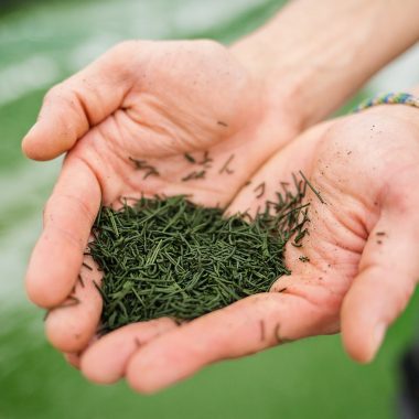 La Spirulinerie