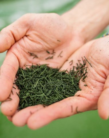 La Spirulinerie